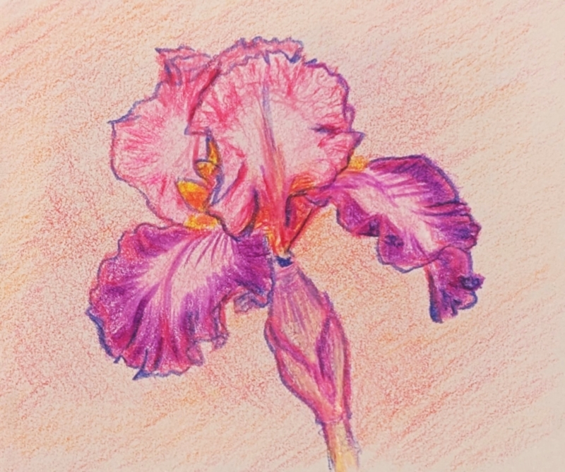 Pink Iris by artist Alyssa Morgan